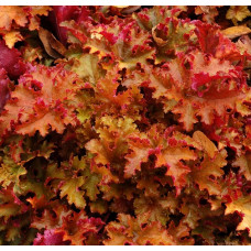 Гейхера Зиппер (Heuchera Zipper) Гейхера Зиппер (Heuchera Zipper)
