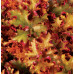 Гейхера Зиппер (Heuchera Zipper) Гейхера Зиппер (Heuchera Zipper)