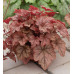 Гейхера Купер Каскад (Heucherella Copper Cascade) Гейхера Купер Каскад (Heucherella Copper Cascade)