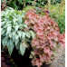 Гейхера Купер Каскад (Heucherella Copper Cascade) Гейхера Купер Каскад (Heucherella Copper Cascade)