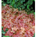 Гейхера Купер Каскад (Heucherella Copper Cascade) Гейхера Купер Каскад (Heucherella Copper Cascade)