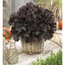 Гейхера Билберри (Heuchera Bilberry) Гейхера Билберри (Heuchera Bilberry)