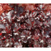 Гейхера Блэк Бьюти (Heuchera Black Beauty) Гейхера Блэк Бьюти (Heuchera Black Beauty)