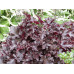 Гейхера Блэк Бьюти (Heuchera Black Beauty) Гейхера Блэк Бьюти (Heuchera Black Beauty)