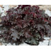 Гейхера Блэк Бьюти (Heuchera Black Beauty) Гейхера Блэк Бьюти (Heuchera Black Beauty)
