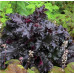 Гейхера Блэк Бьюти (Heuchera Black Beauty) Гейхера Блэк Бьюти (Heuchera Black Beauty)