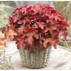 Гейхера Черриберри (Heuchera Cherryberry) Гейхера Черриберри (Heuchera Cherryberry)