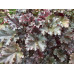 Гейхера Дарк Секрет (Heuchera Dark Secret) Гейхера Дарк Секрет (Heuchera Dark Secret)