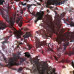 Гейхера Дарк Секрет (Heuchera Dark Secret) Гейхера Дарк Секрет (Heuchera Dark Secret)