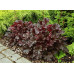 Гейхера Дарк Секрет (Heuchera Dark Secret) Гейхера Дарк Секрет (Heuchera Dark Secret)