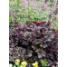 Гейхера Дарк Секрет (Heuchera Dark Secret) Гейхера Дарк Секрет (Heuchera Dark Secret)