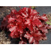 Гейхера Форевер Ред (Heuchera Forever Red) Гейхера Форевер Ред (Heuchera Forever Red)