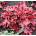 Гейхера Форевер Ред (Heuchera Forever Red) Гейхера Форевер Ред (Heuchera Forever Red)
