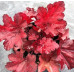 Гейхера Форевер Ред (Heuchera Forever Red) Гейхера Форевер Ред (Heuchera Forever Red)