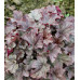 Гейхера Гекльберри (Heuchera Huckleberry) Гейхера Гекльберри (Heuchera Huckleberry)