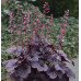 Гейхера Грейп Таймлесс (Heuchera Grape Timeless) Гейхера Грейп Таймлесс (Heuchera Grape Timeless)