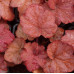 Гейхера Коралберри (Heuchera Coralberry) Гейхера Коралберри (Heuchera Coralberry)