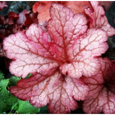Гейхера Коралберри (Heuchera Coralberry) Гейхера Коралберри (Heuchera Coralberry)