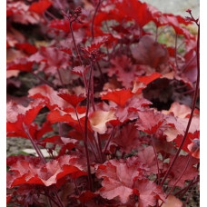 Гейхера Кранберри (Heuchera Cranberry) Гейхера Кранберри (Heuchera Cranberry)