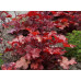 Гейхера Кранберри (Heuchera Cranberry) Гейхера Кранберри (Heuchera Cranberry)