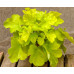 Гейхера Нозерн Экспожэ Лайм (Heuchera Northern Exposure Lime) Гейхера Нозерн Экспожэ Лайм (Heuchera Northern Exposure Lime)