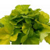 Гейхера Нозерн Экспожэ Лайм (Heuchera Northern Exposure Lime) Гейхера Нозерн Экспожэ Лайм (Heuchera Northern Exposure Lime)