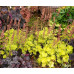 Гейхера Нозерн Экспожэ Лайм (Heuchera Northern Exposure Lime) Гейхера Нозерн Экспожэ Лайм (Heuchera Northern Exposure Lime)