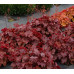 Гейхера Нозерн Экспожэ Ред (Heuchera Northern Exposure Red) Гейхера Нозерн Экспожэ Ред (Heuchera Northern Exposure Red)
