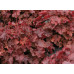 Гейхера Нозерн Экспожэ Ред (Heuchera Northern Exposure Red) Гейхера Нозерн Экспожэ Ред (Heuchera Northern Exposure Red)