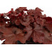 Гейхера Нозерн Экспожэ Ред (Heuchera Northern Exposure Red) Гейхера Нозерн Экспожэ Ред (Heuchera Northern Exposure Red)
