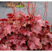 Гейхера Нозерн Экспожэ Ред (Heuchera Northern Exposure Red) Гейхера Нозерн Экспожэ Ред (Heuchera Northern Exposure Red)