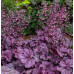 Гейхера Пинк Пантер (Heuchera Pink Panther) Гейхера Пинк Пантер (Heuchera Pink Panther)