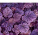 Гейхера Пинк Пантер (Heuchera Pink Panther) Гейхера Пинк Пантер (Heuchera Pink Panther)