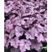 Гейхера Пинк Пантер (Heuchera Pink Panther) Гейхера Пинк Пантер (Heuchera Pink Panther)