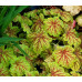 Гейхера Ред Лайтнинг (Heuchera Red Lightning) Гейхера Ред Лайтнинг (Heuchera Red Lightning)