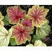 Гейхера Ред Лайтнинг (Heuchera Red Lightning) Гейхера Ред Лайтнинг (Heuchera Red Lightning)