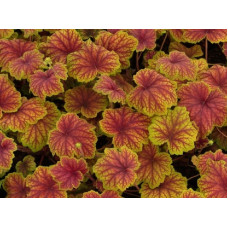 Гейхера Ред Лайтнинг (Heuchera Red Lightning) Гейхера Ред Лайтнинг (Heuchera Red Lightning)