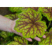 Гейхера Ред Лайтнинг (Heuchera Red Lightning) Гейхера Ред Лайтнинг (Heuchera Red Lightning)