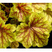 Гейхера Ред Лайтнинг (Heuchera Red Lightning) Гейхера Ред Лайтнинг (Heuchera Red Lightning)