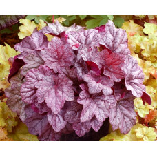 Гейхера Шуга Плам (Heuchera Sugar Plum) Гейхера Шуга Плам (Heuchera Sugar Plum)