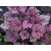 Гейхера Шуга Плам (Heuchera Sugar Plum) Гейхера Шуга Плам (Heuchera Sugar Plum)