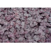 Гейхера Шуга Плам (Heuchera Sugar Plum) Гейхера Шуга Плам (Heuchera Sugar Plum)