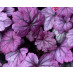 Гейхера Шуга Плам (Heuchera Sugar Plum) Гейхера Шуга Плам (Heuchera Sugar Plum)