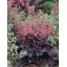 Гейхера Таймлесс Найт (Heuchera Timeless Night) Гейхера Таймлесс Найт (Heuchera Timeless Night)