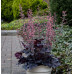 Гейхера Таймлесс Найт (Heuchera Timeless Night) Гейхера Таймлесс Найт (Heuchera Timeless Night)