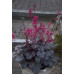 Гейхера Таймлесс Треже (Heuchera Timeless Treasure) Гейхера Таймлесс Треже (Heuchera Timeless Treasure)