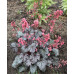 Гейхера Таймлесс Треже (Heuchera Timeless Treasure) Гейхера Таймлесс Треже (Heuchera Timeless Treasure)