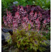 Гейхера Ай Спай (Heucherella Eye Spy) Гейхера Ай Спай (Heucherella Eye Spy)