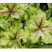 Гейхера Алабама Санрайз (Heucherella Alabama Sunrise) Гейхера Алабама Санрайз (Heucherella Alabama Sunrise)