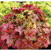 Гейхера Алабама Санрайз (Heucherella Alabama Sunrise) Гейхера Алабама Санрайз (Heucherella Alabama Sunrise)